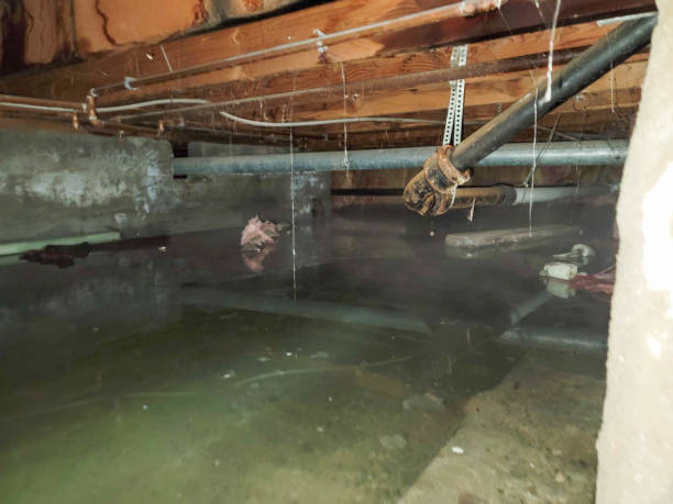 Best Water damage restoration specialists  in Mcrae Helena, GA